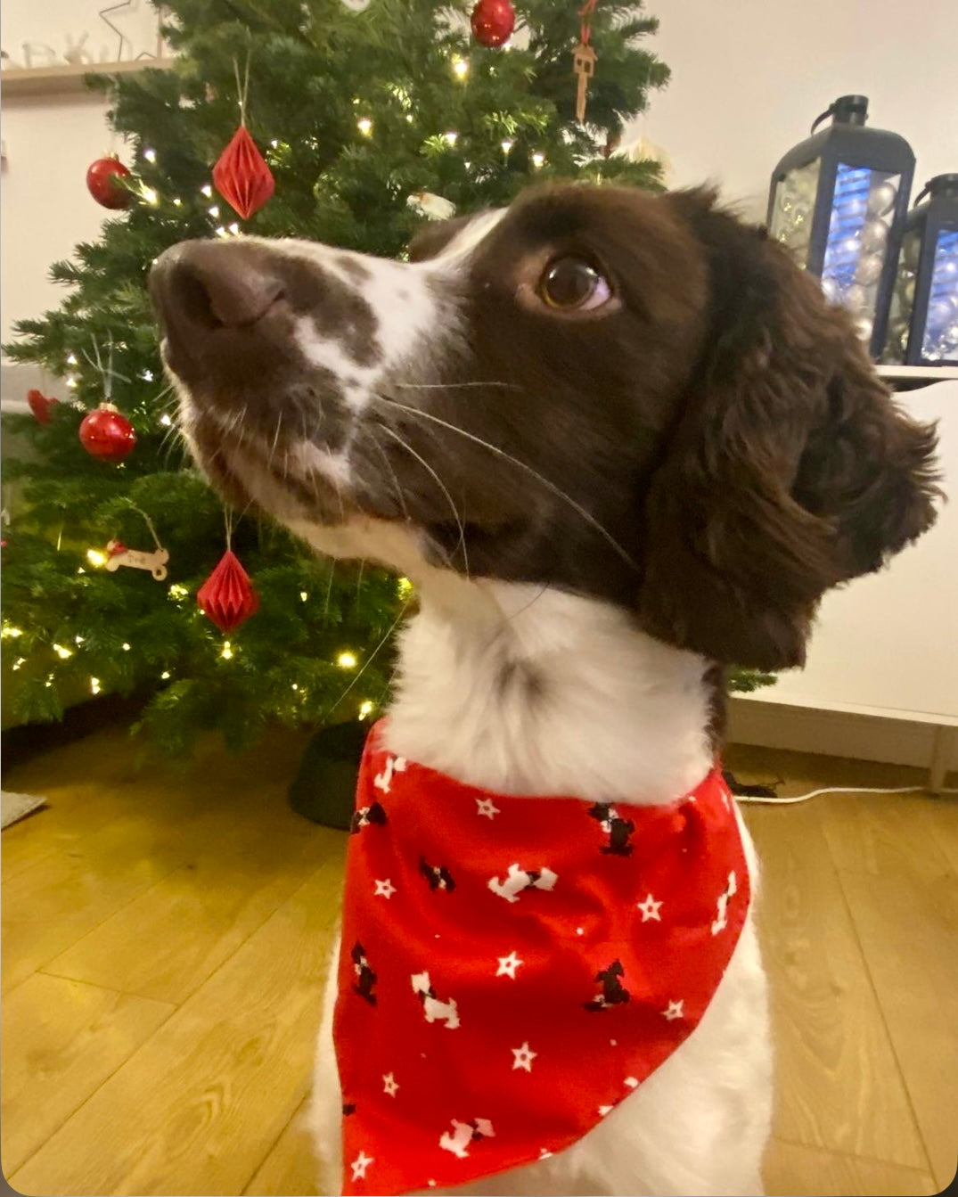 ‘A Christmas Tail’ Pet Bandana