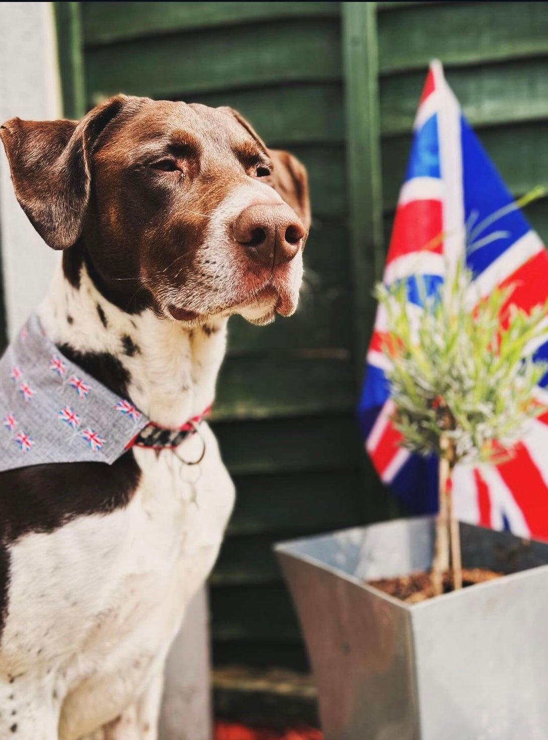 Union Jack Pet Bandana