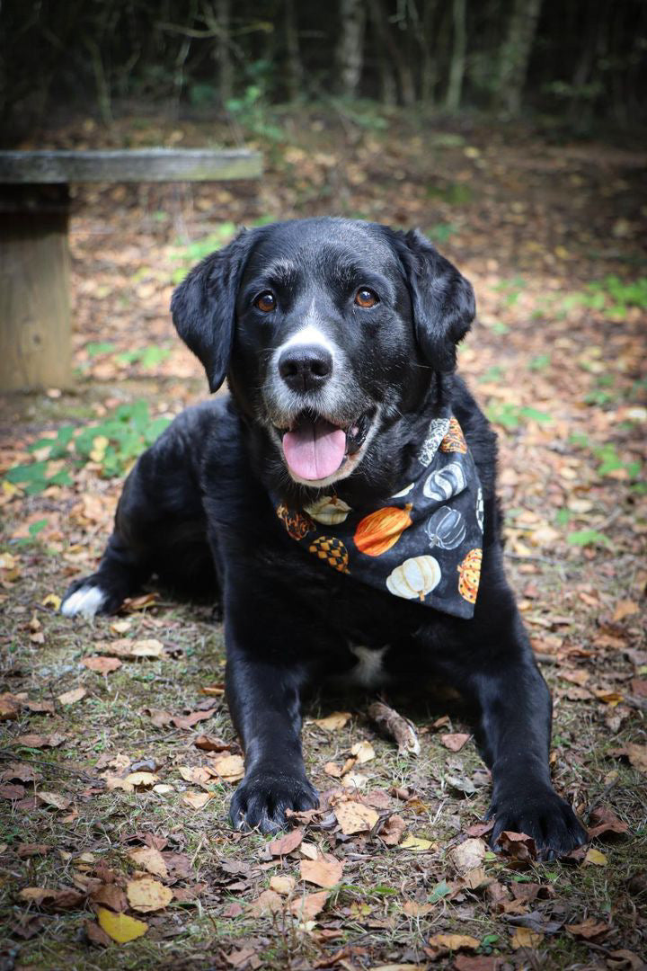 ‘Hello Pumpkin’ Pet Bandana