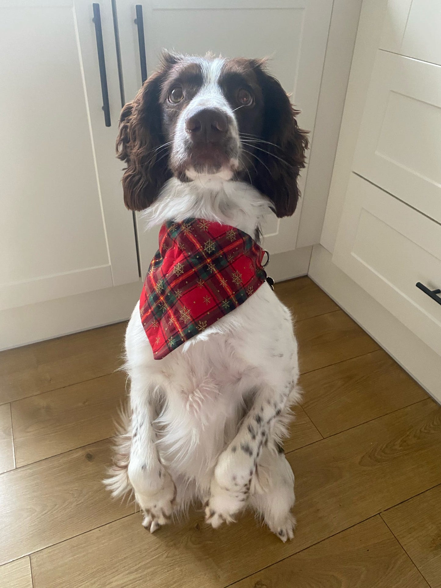 ‘Tartan-tastic’ Pet Bandana