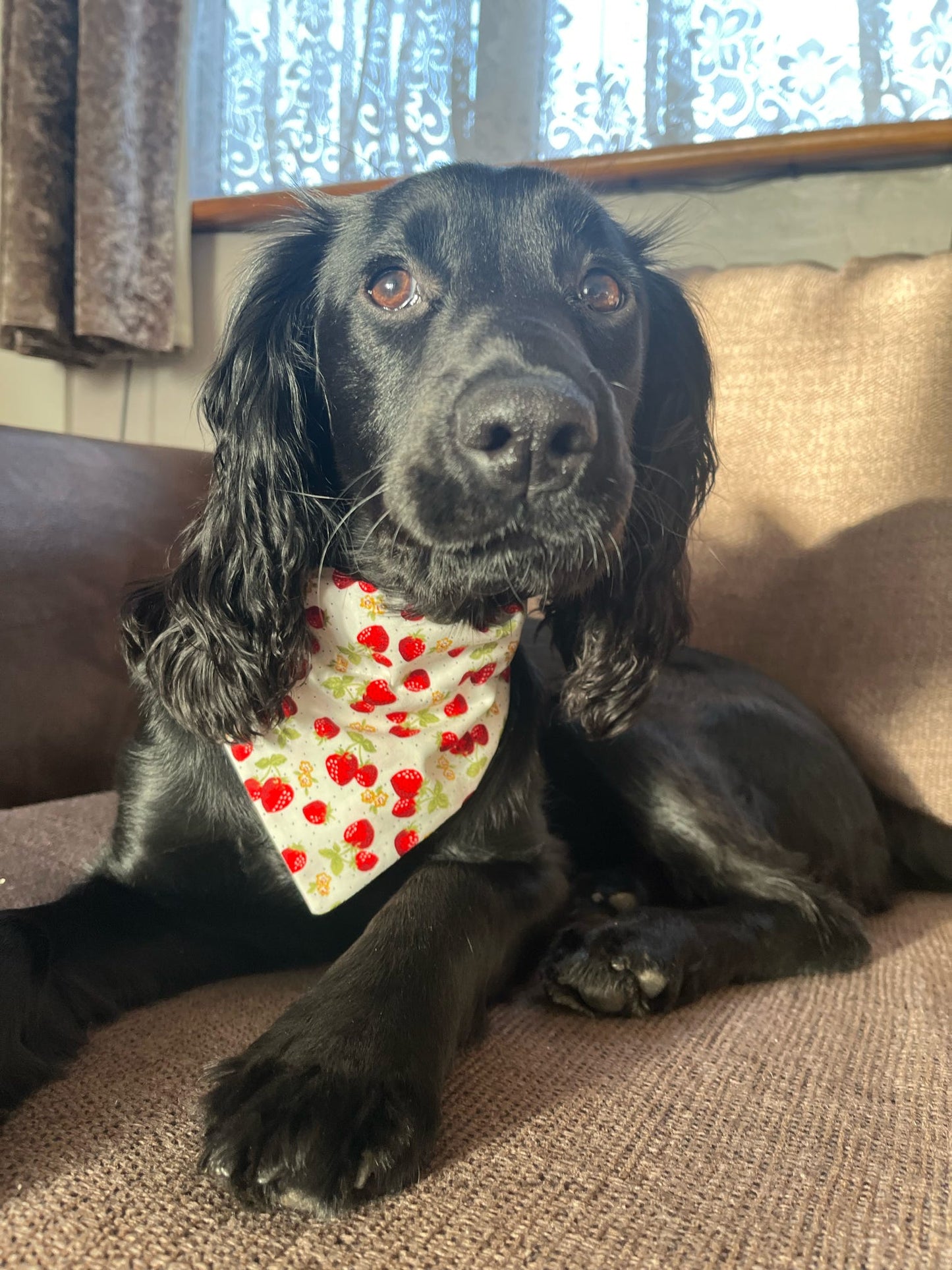 Strawberries & Cream Pet Bandana