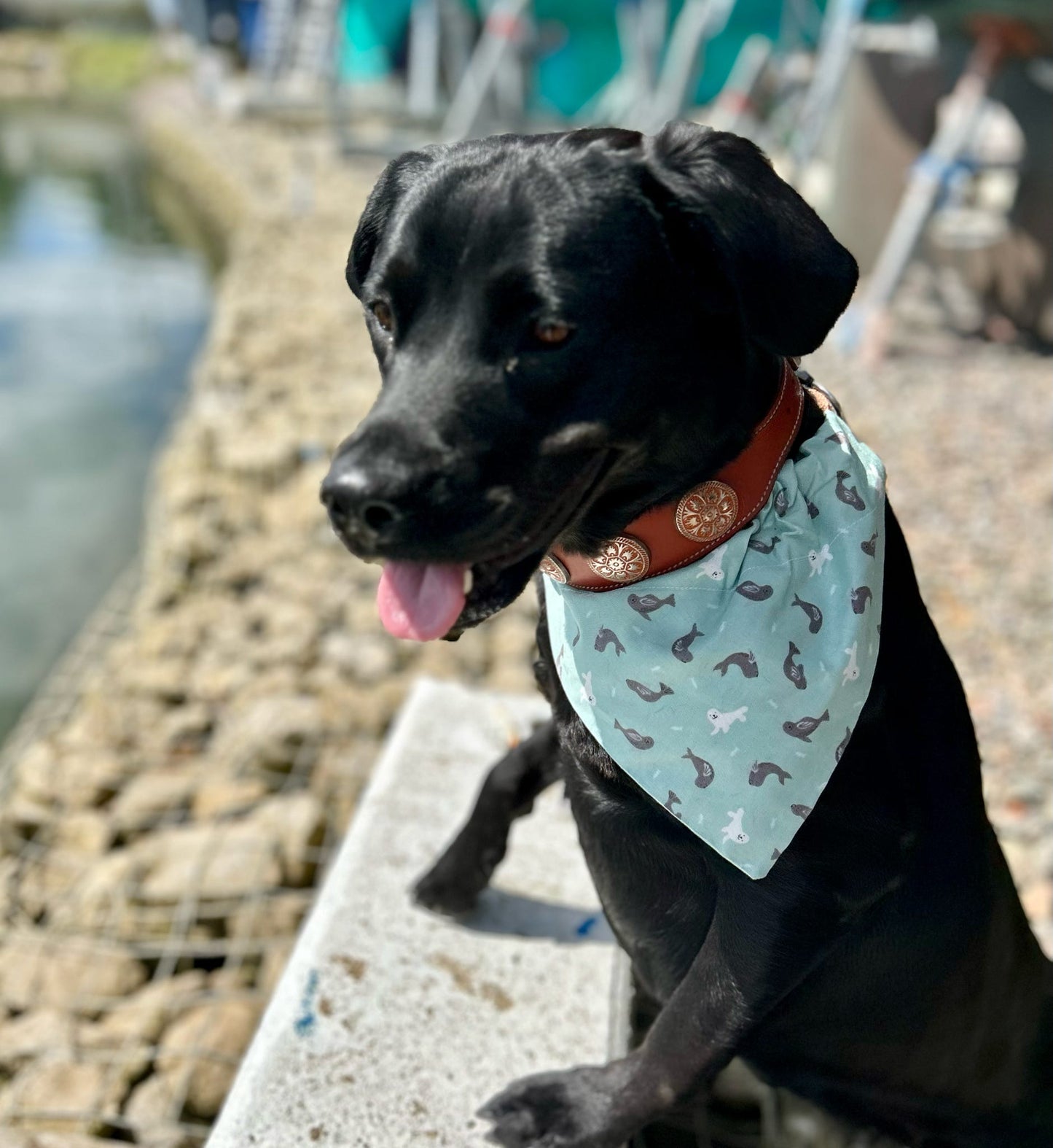 ‘So Sealy’ Pet Bandana