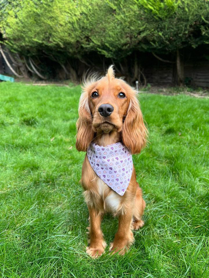 ‘Lavender Love’ Pet Bandana