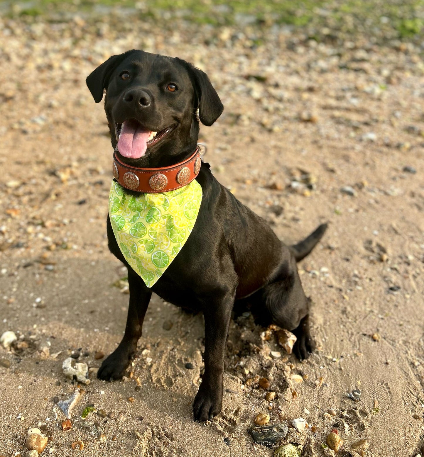 ‘Zest To Impress’ Pet Bandana