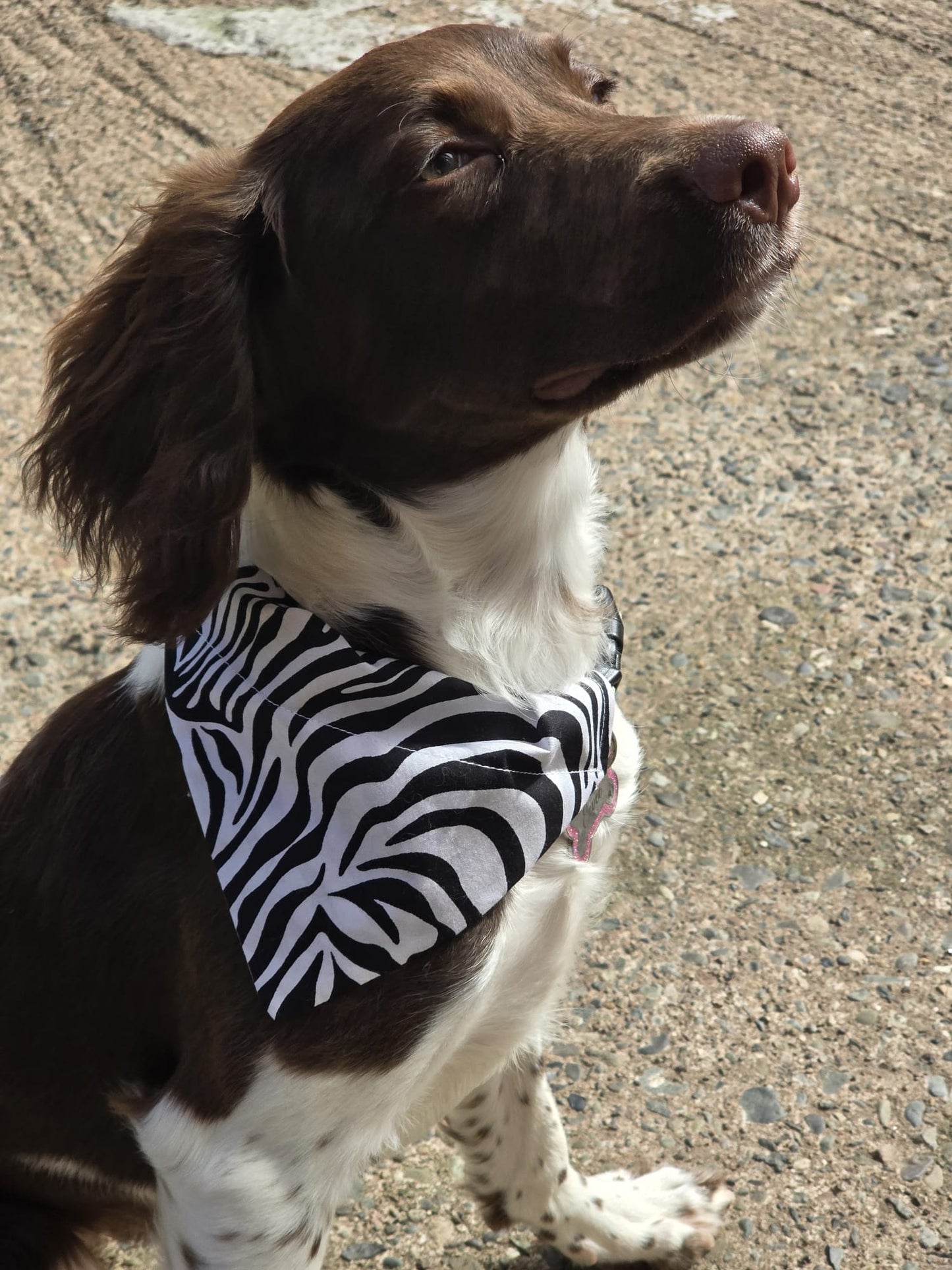 ‘Born To Be Wild’ Pet Bandana