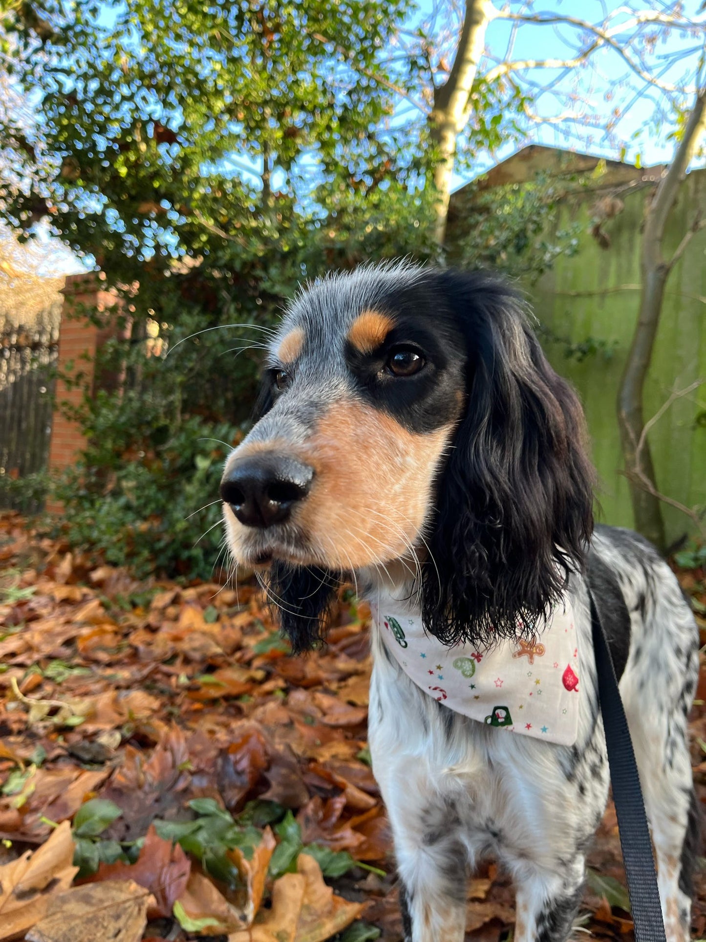 ‘Cosy Christmas’ Pet Bandana