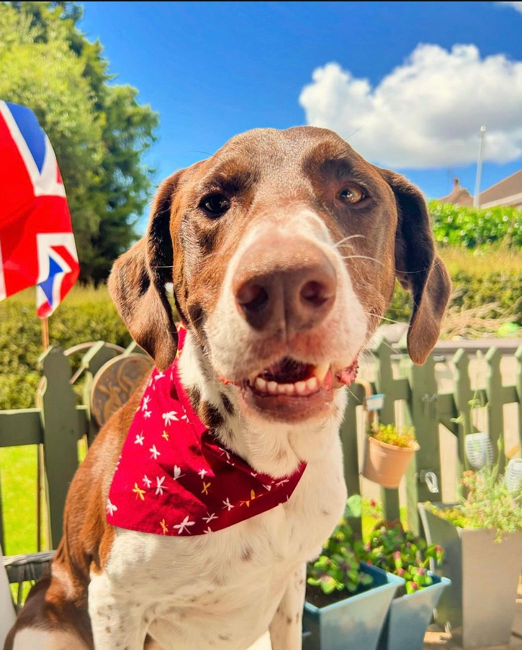 ‘Fly High’ Pet Bandana