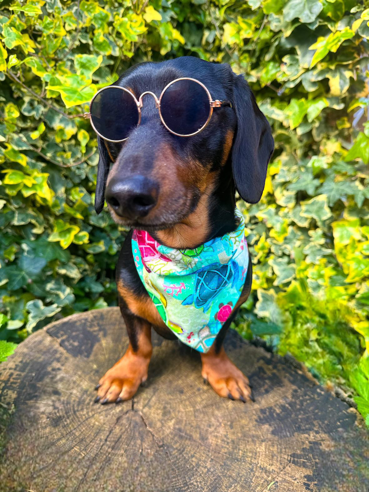 ‘Turtley Awesome’ Pet Bandana