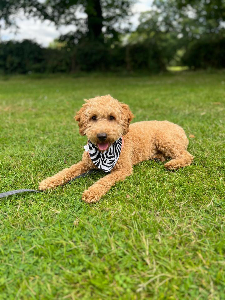 ‘Born To Be Wild’ Pet Bandana