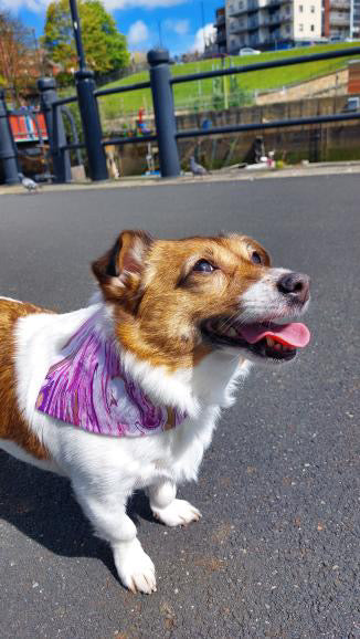 ‘Marbleous’ Pet Bandana