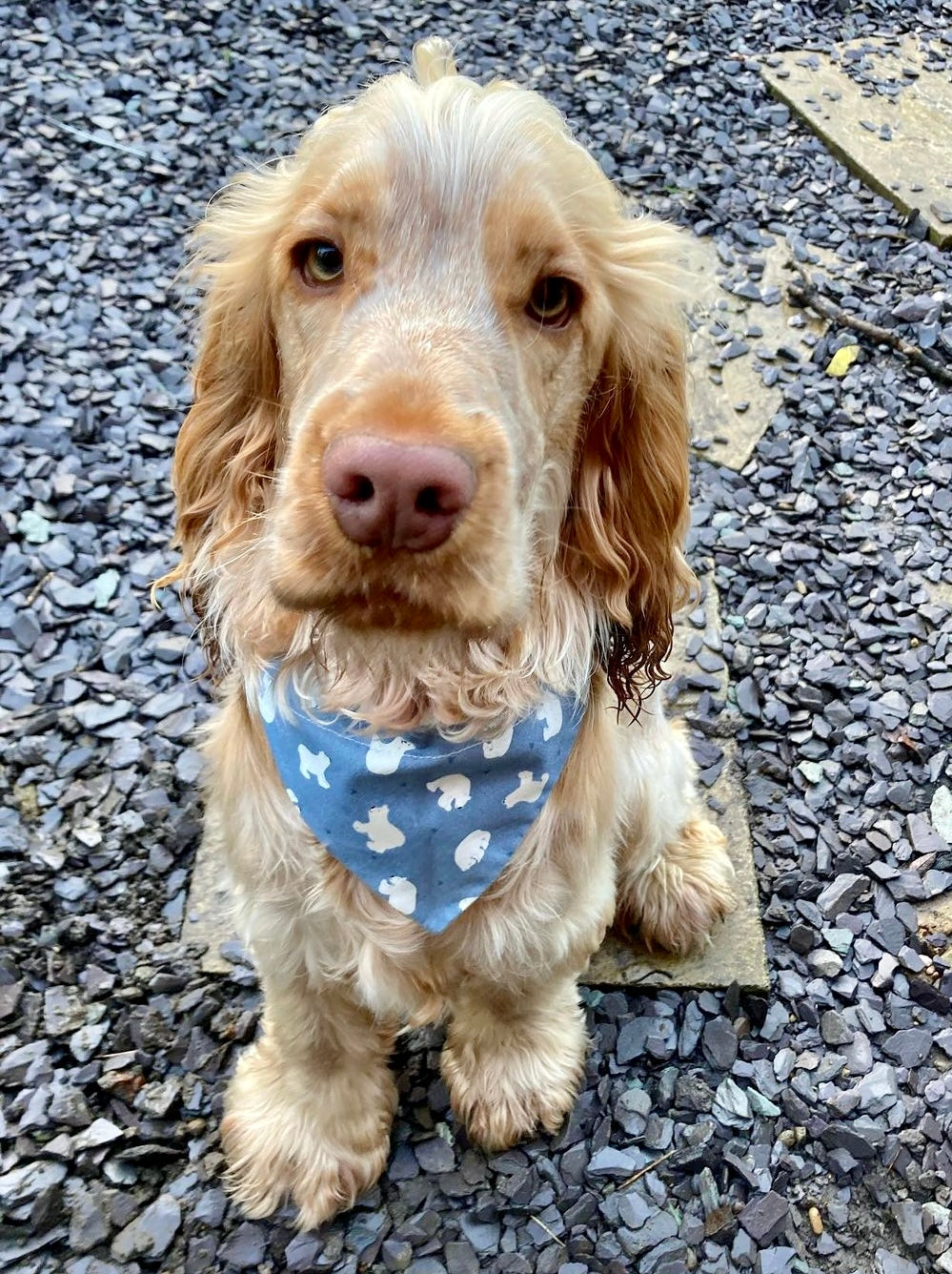 ‘Polar Pawfect’ Pet Bandana