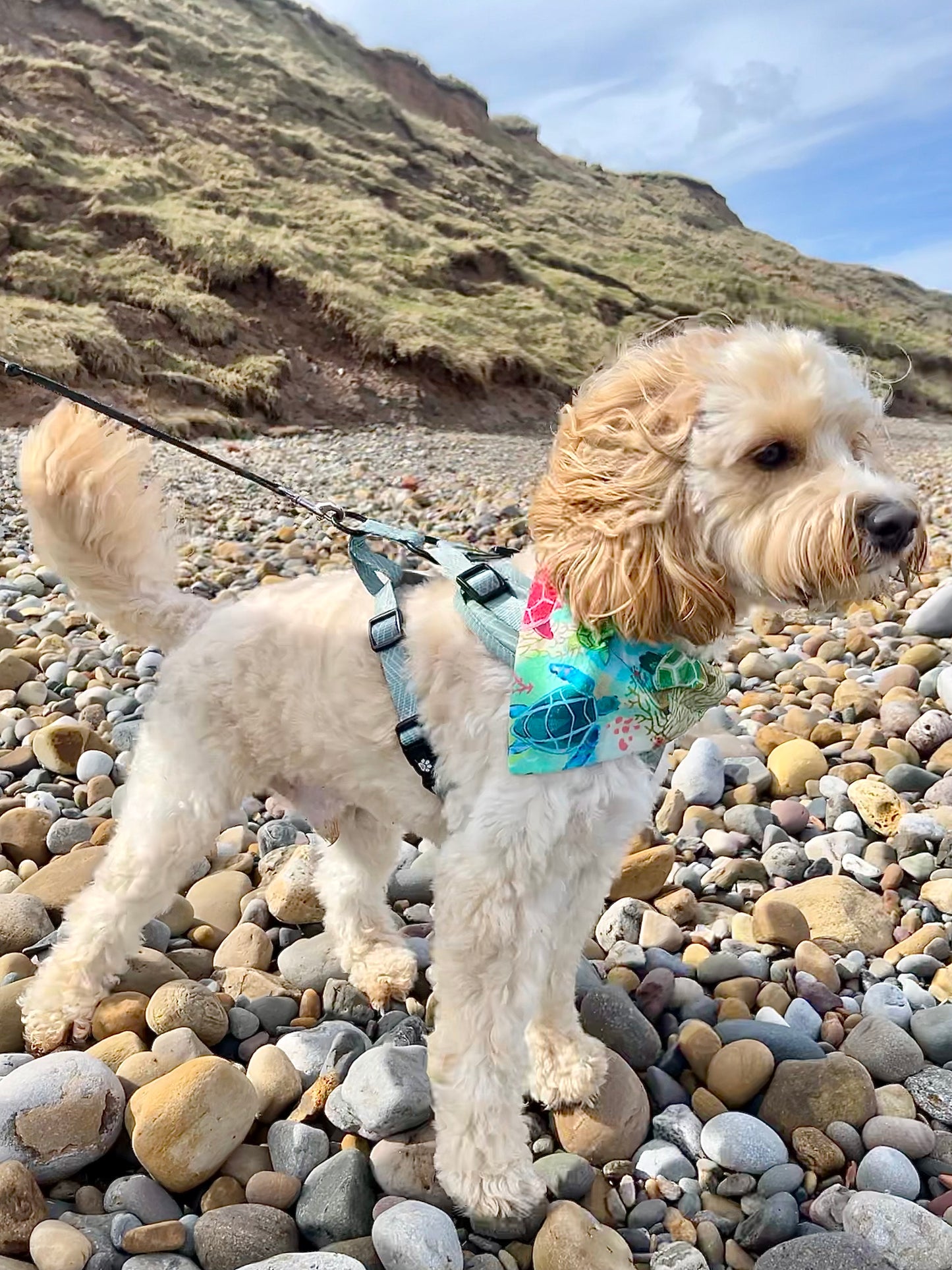 ‘Turtley Awesome’ Pet Bandana