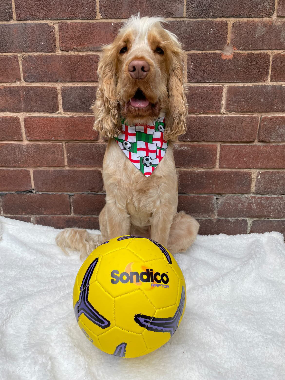 ‘On The Ball ⚽️’ Pet Bandana