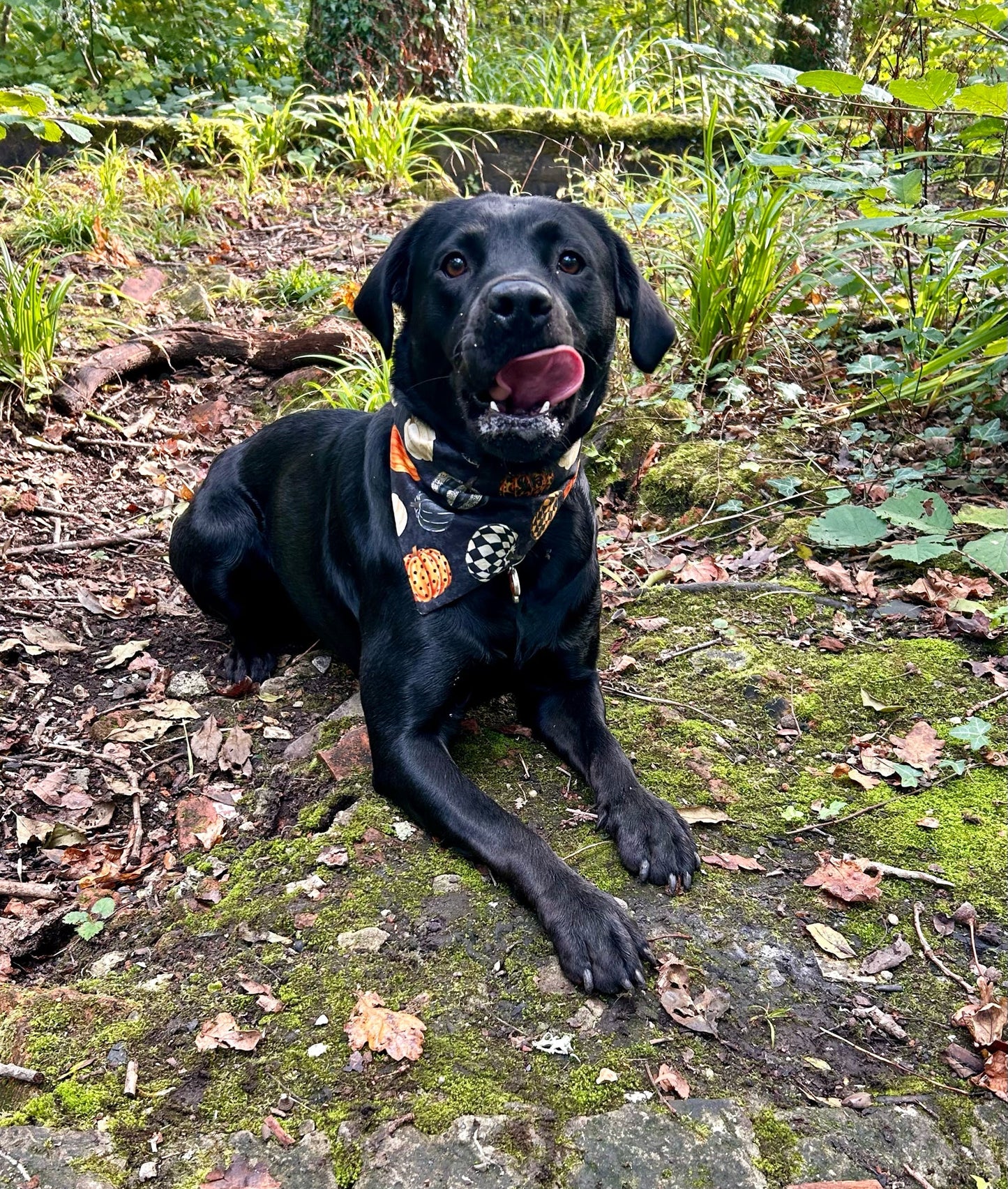 ‘Hello Pumpkin’ Pet Bandana