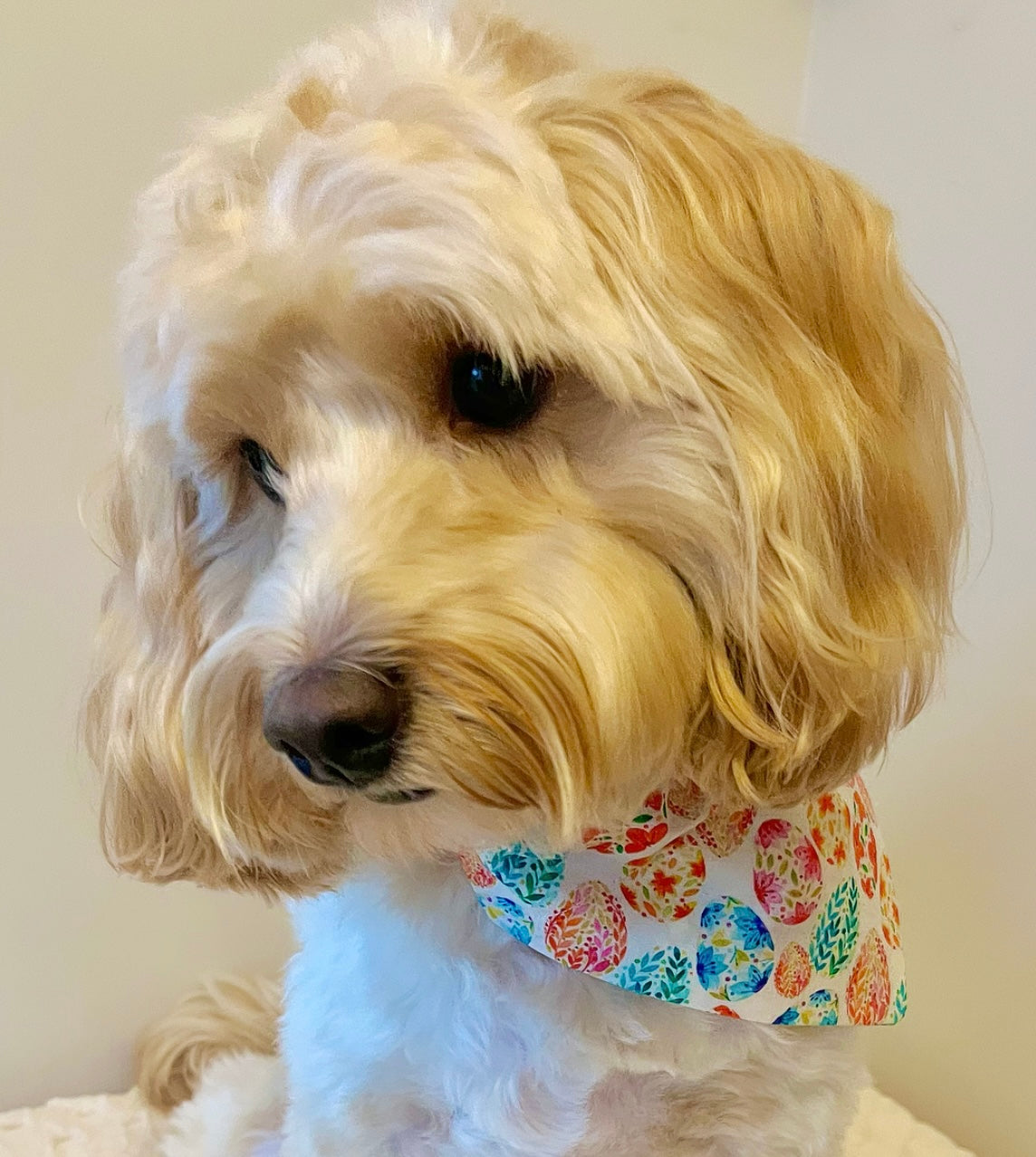 ‘Egg-stra Cute’ Pet Bandana