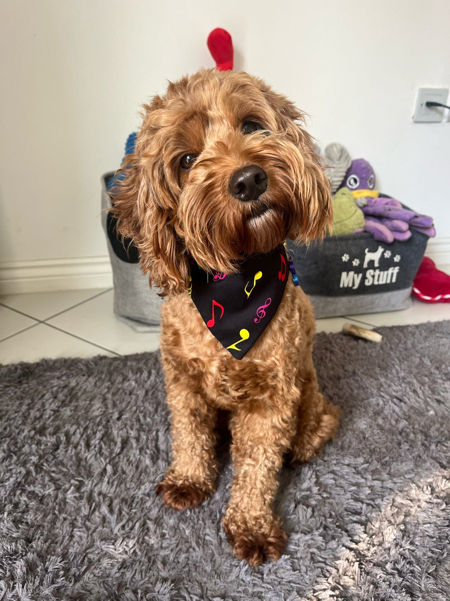 ‘Don’t Paws The Music’ Pet Bandana