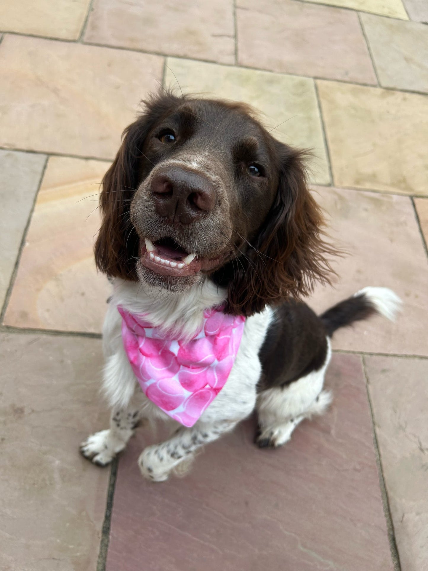 ‘So Fetch’ Pet Bandana