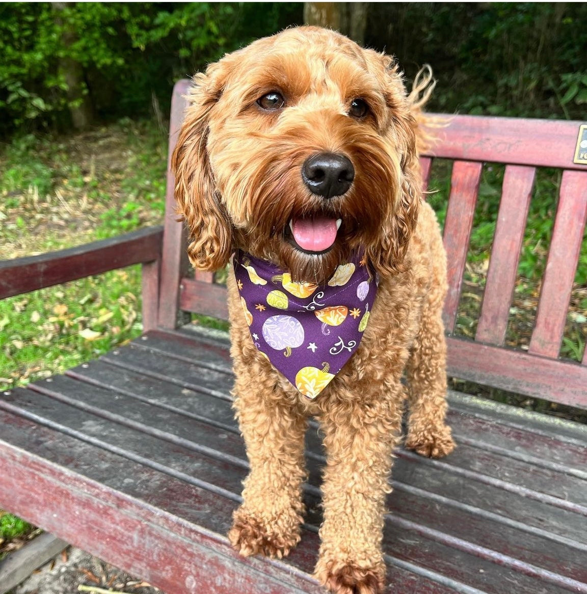 ‘Pumpkin Spice’ Pet Bandana