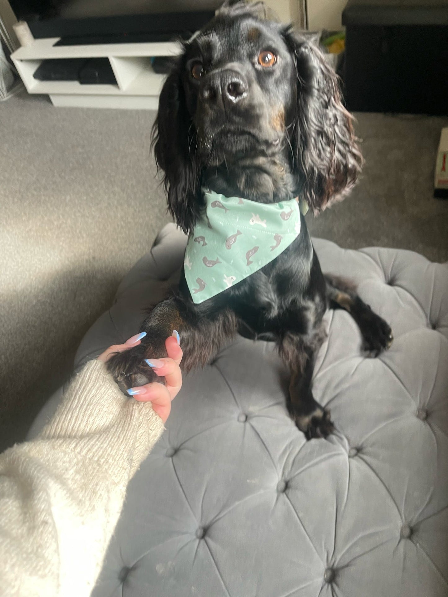 ‘So Sealy’ Pet Bandana