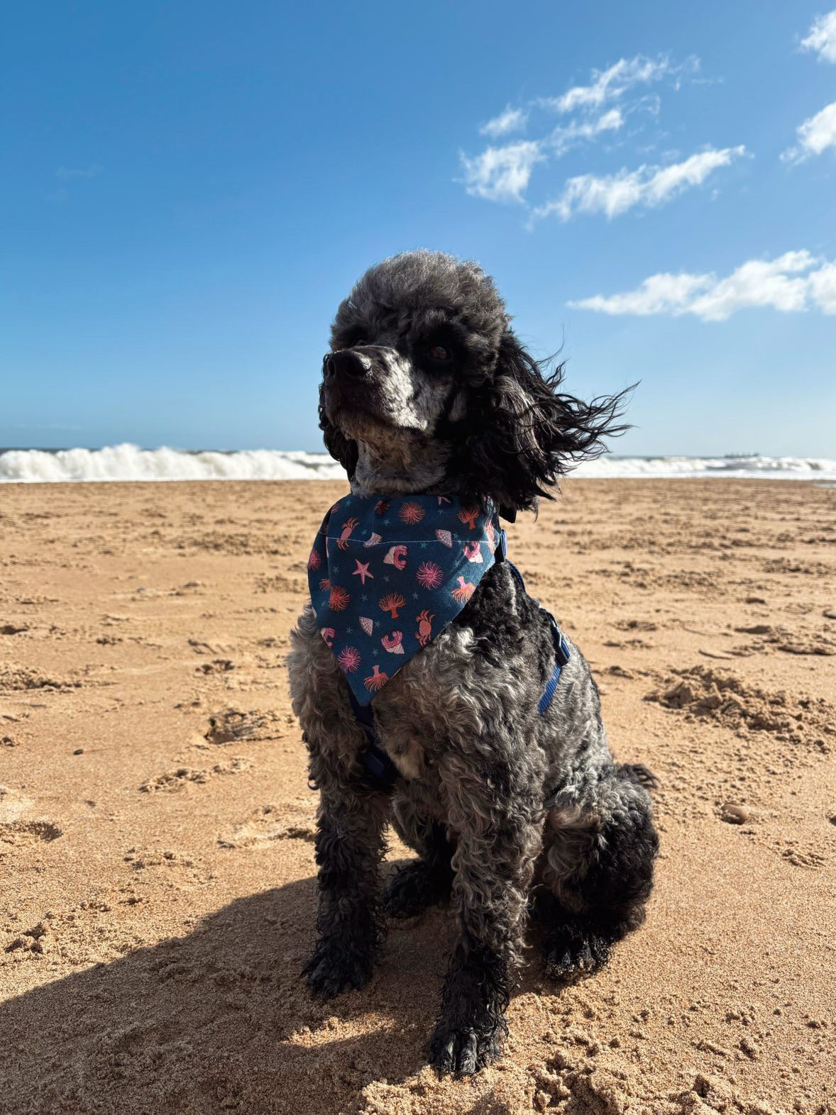 ‘Under The Sea’ Pet Bandana