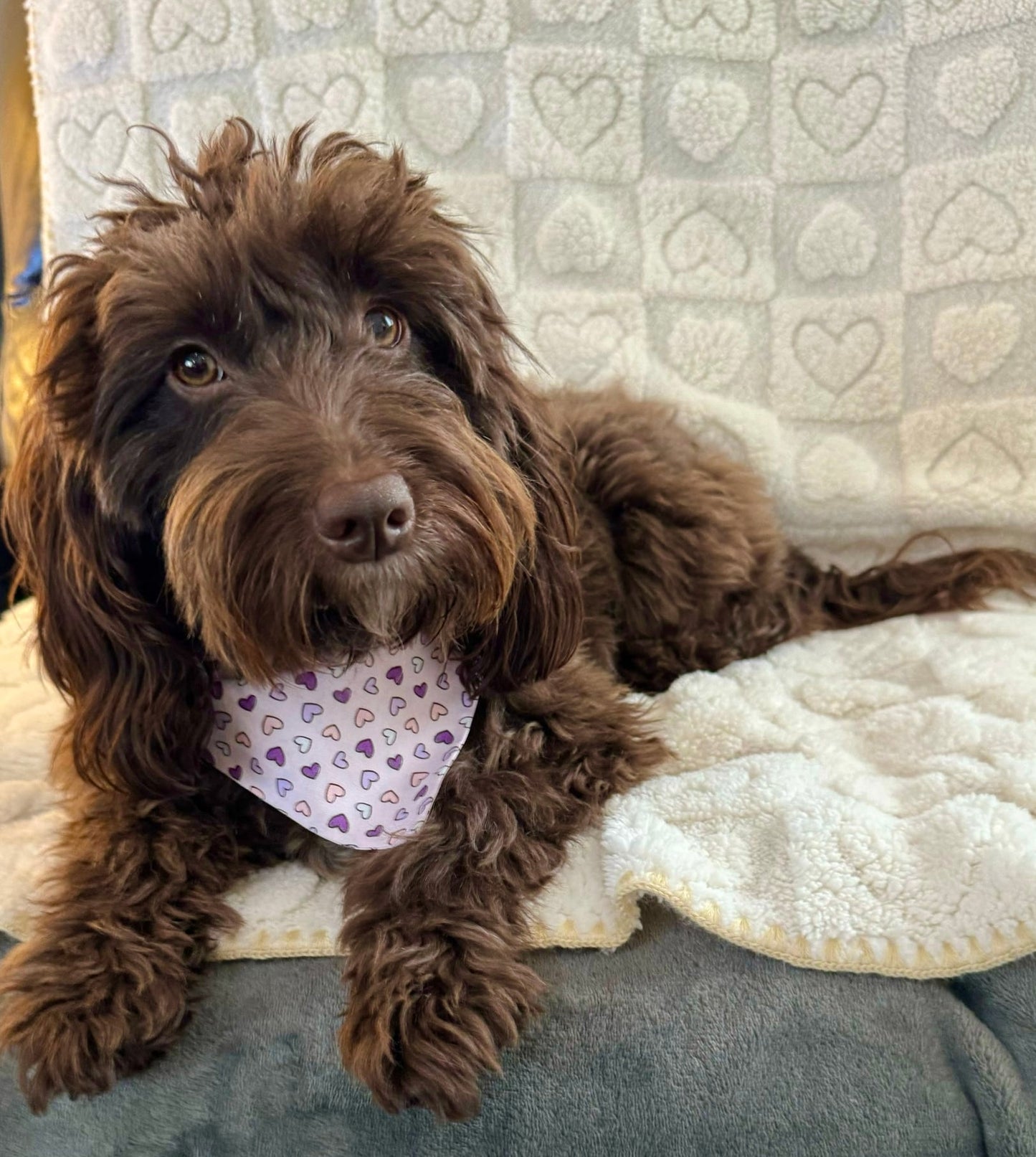 ‘Lavender Love’ Pet Bandana