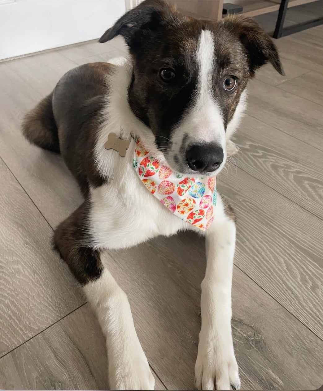 ‘Egg-stra Cute’ Pet Bandana