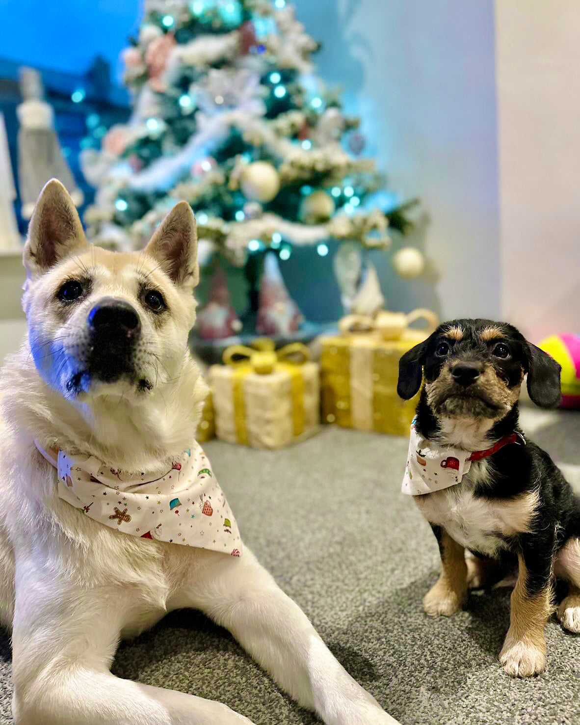 ‘Cosy Christmas’ Pet Bandana