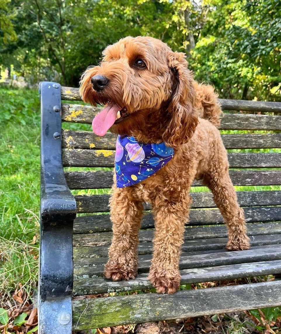 ‘Out Of This World’ Pet Bandana