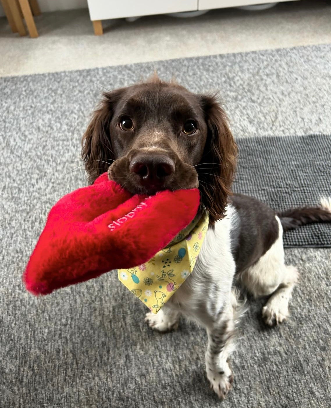 ‘Sloppy Kisses’ Dog Toy