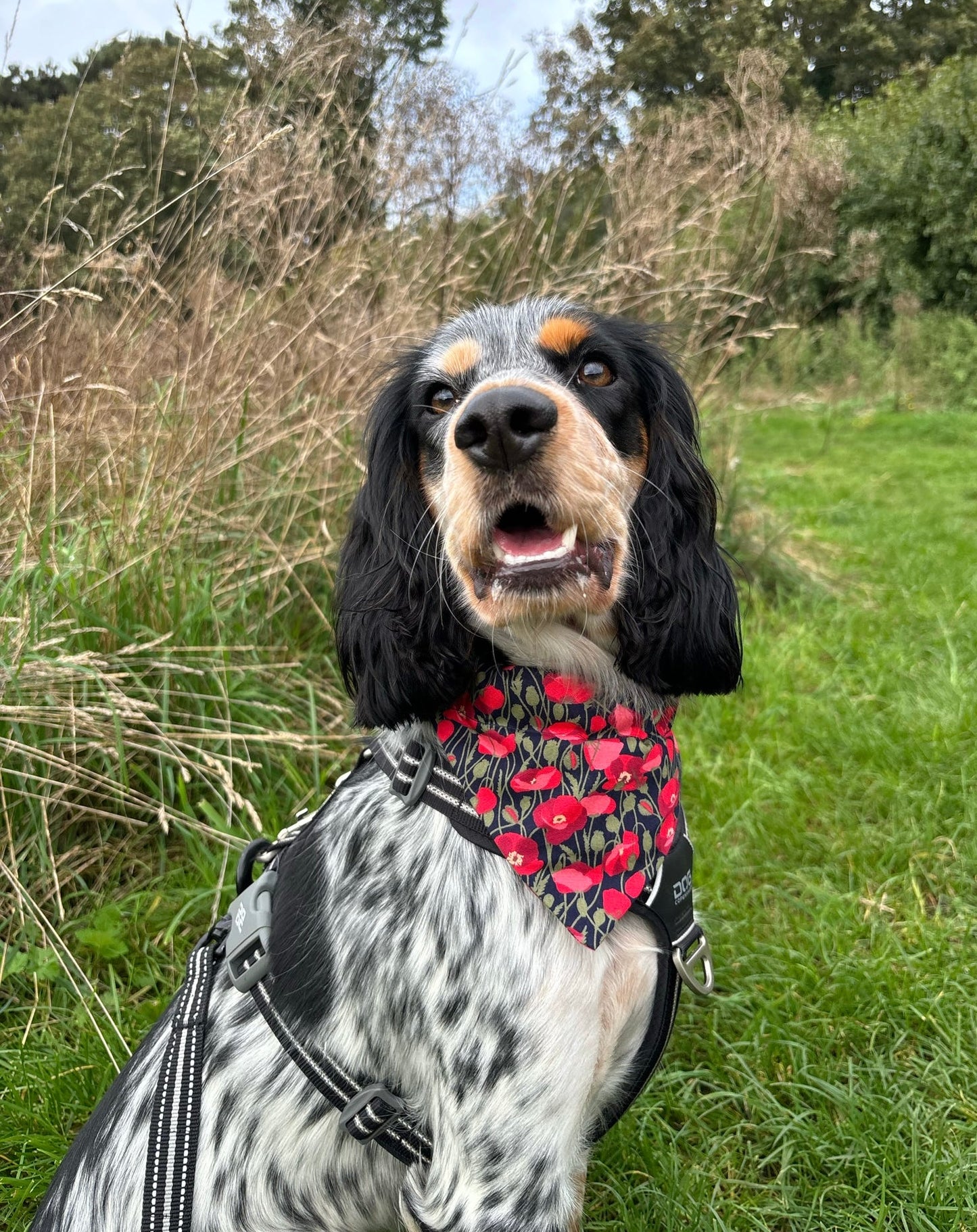 ‘In Flanders Fields’ Poppy Pet Bandana