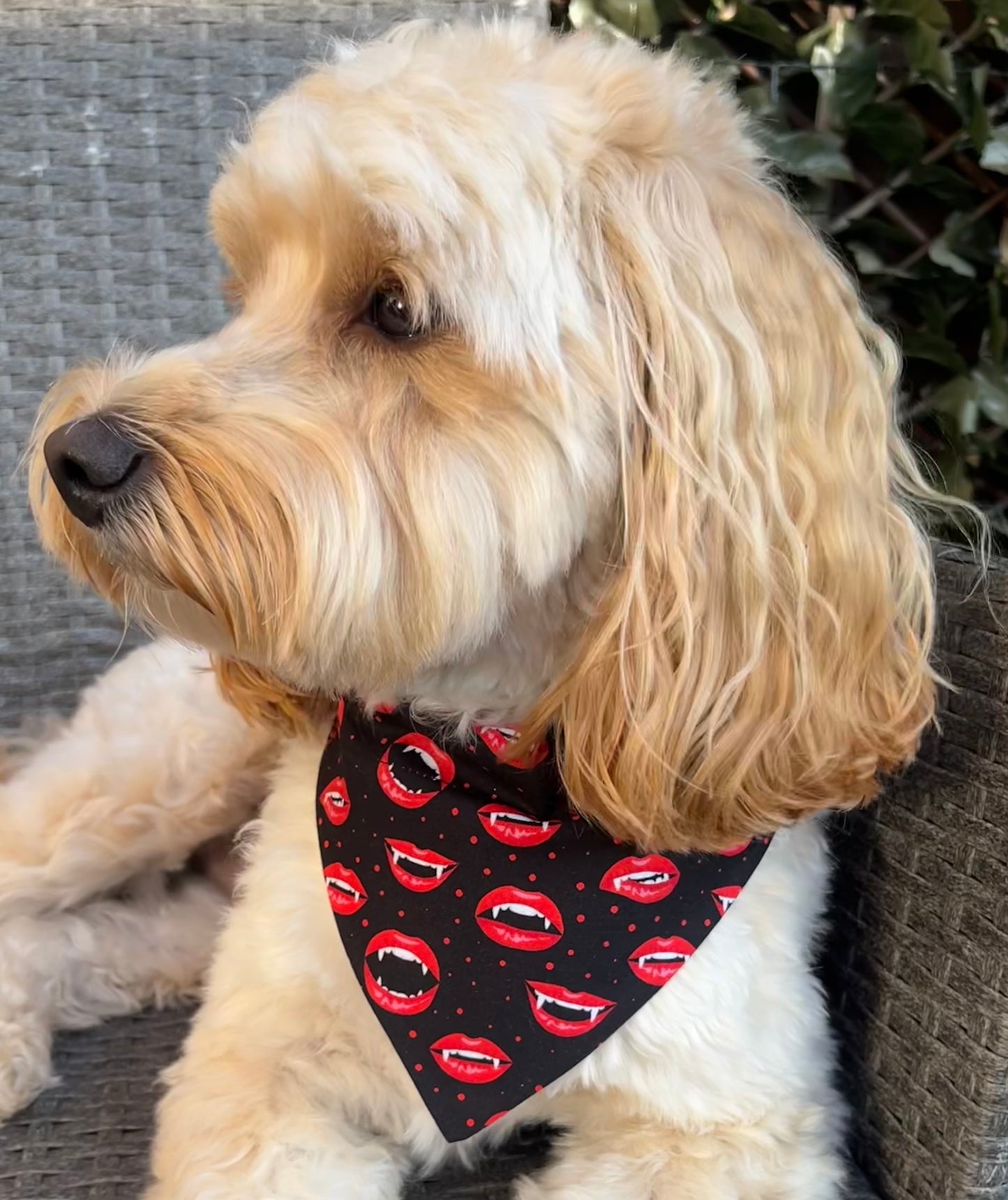 ‘Feeling Fang-sy’ Pet Bandana