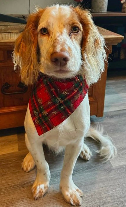 ‘Tartan-tastic’ Pet Bandana