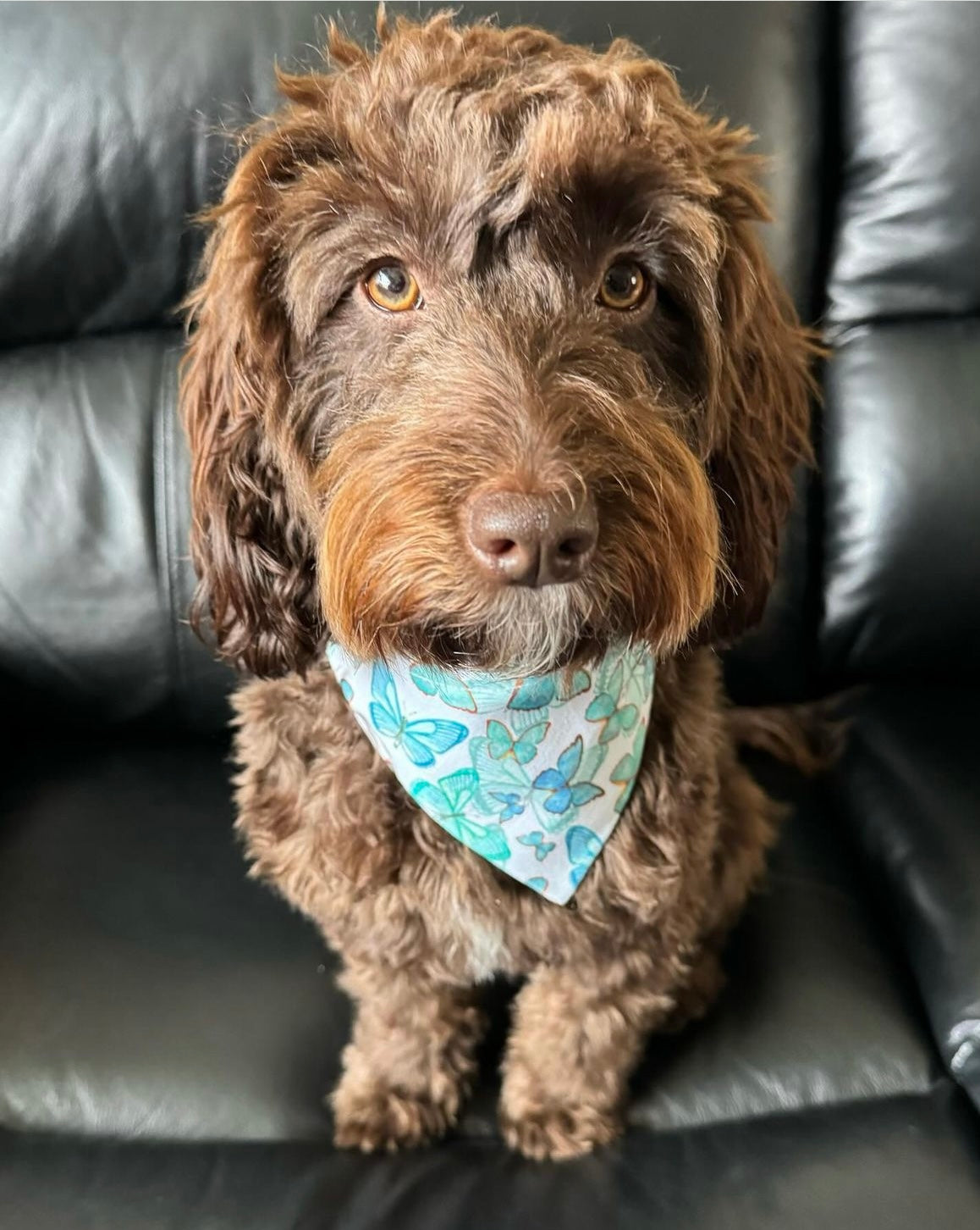 ‘Butterfly Kisses’ Pet Bandana