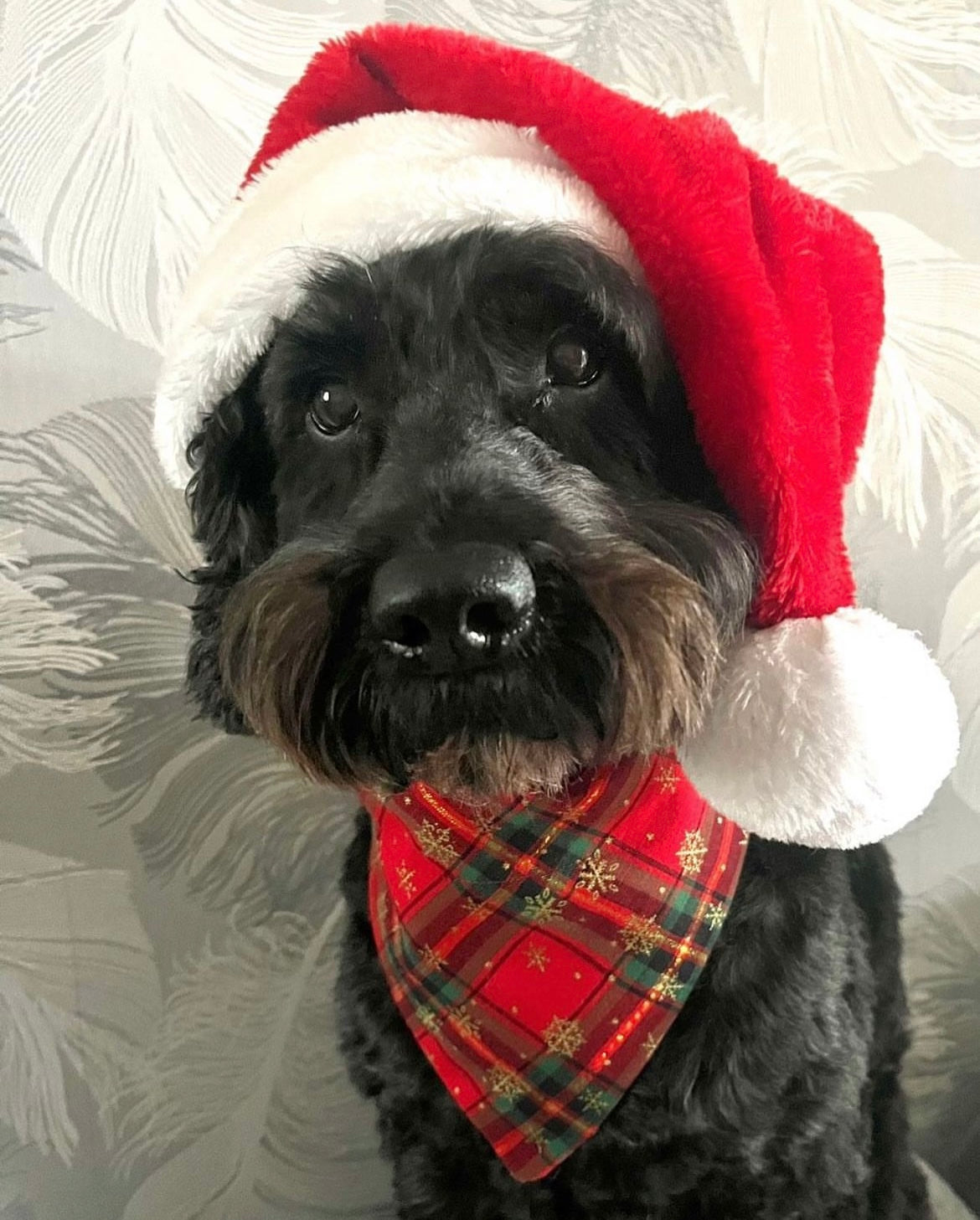 ‘Tartan-tastic’ Pet Bandana