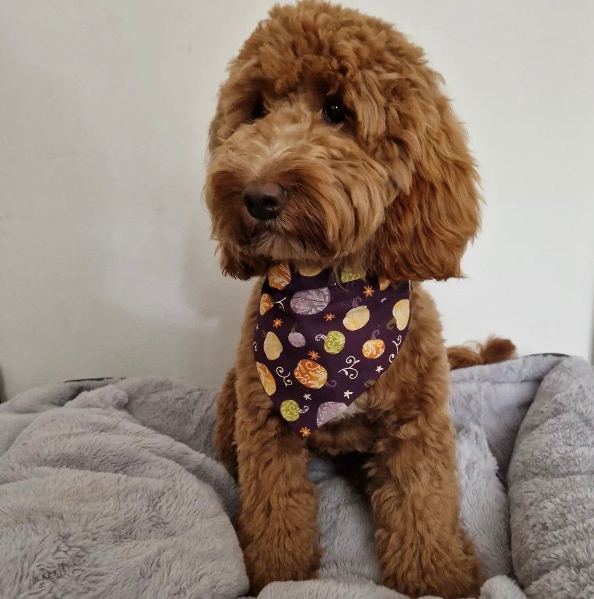 ‘Pumpkin Spice’ Pet Bandana