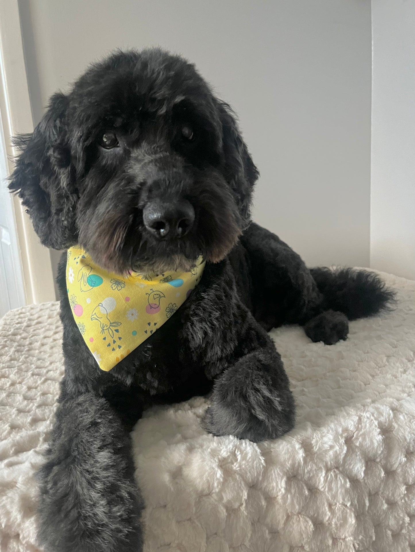 ‘Hoppily Ever After’ Pet Bandana