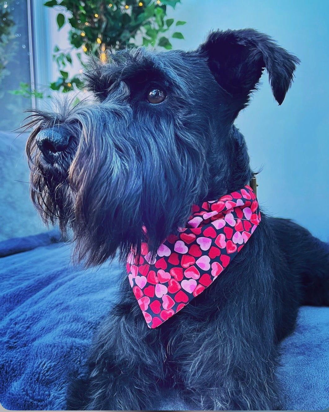 ‘Heart To Heart’ (Black) Pet Bandana