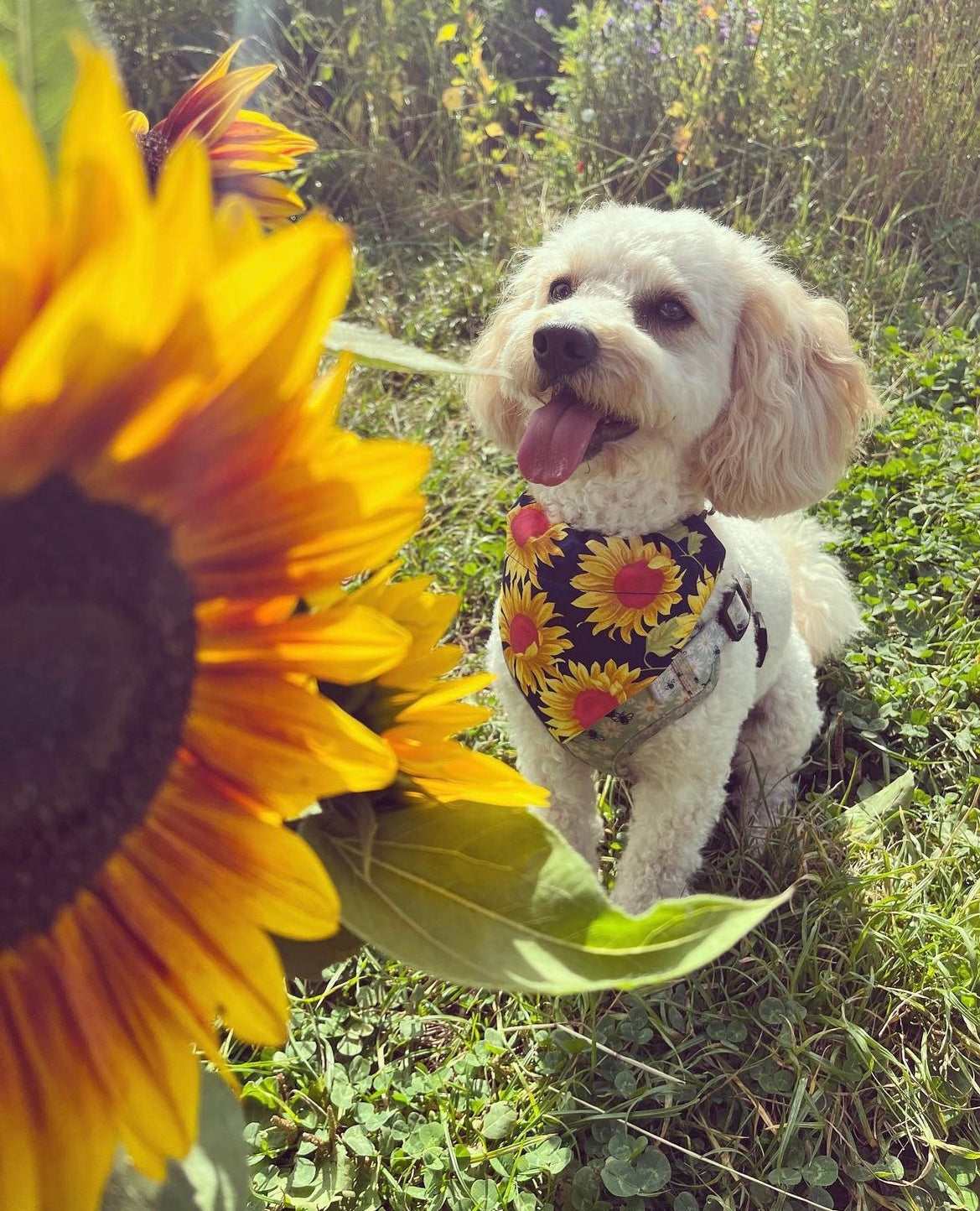 Chasing The Sun’ Pet Bandana