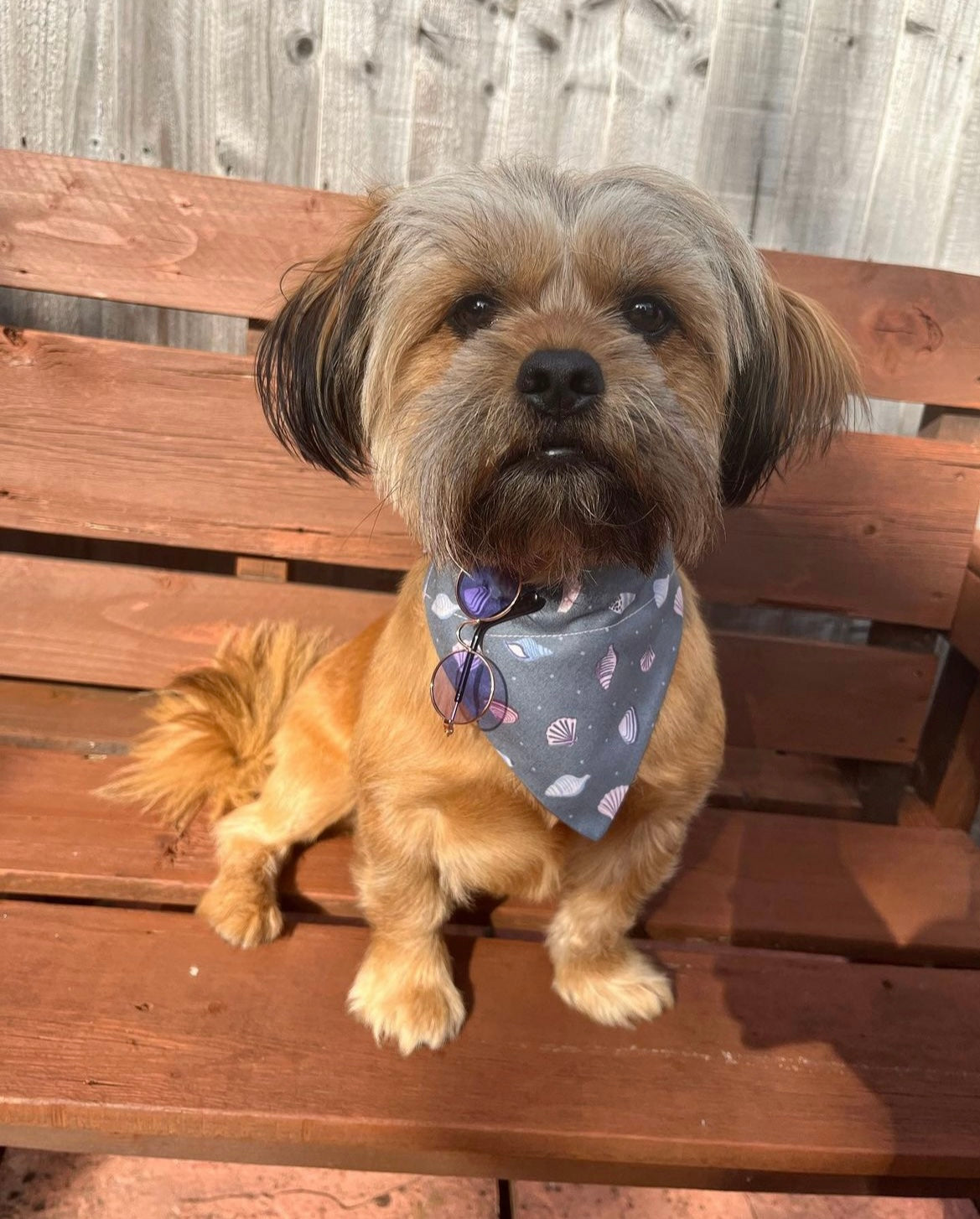 'Shell Yeah!' (Grey) Pet Bandana