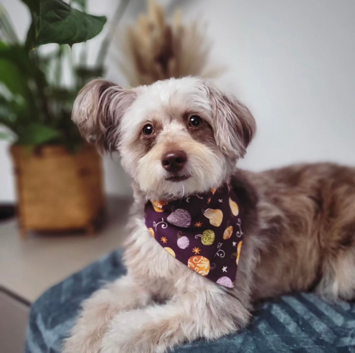 ‘Pumpkin Spice’ Pet Bandana