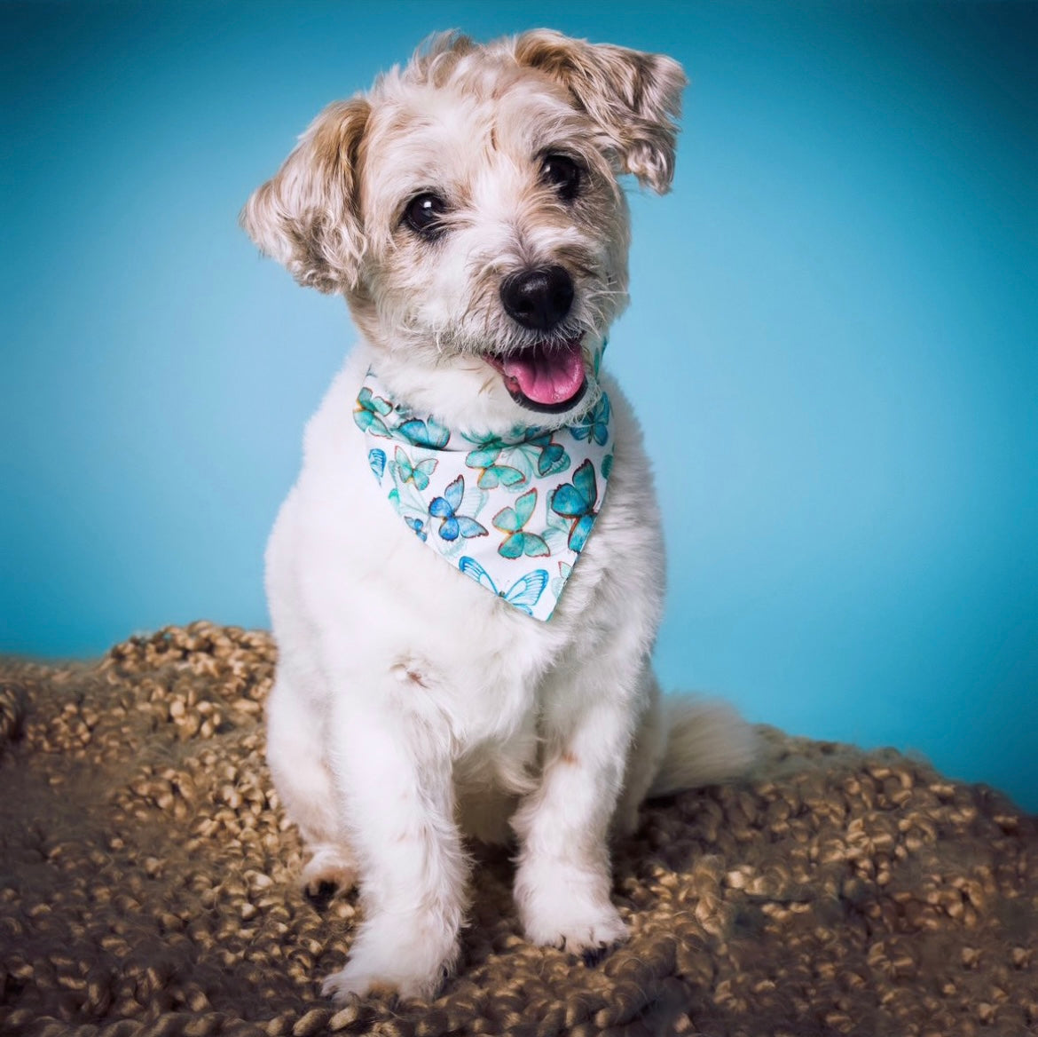 ‘Butterfly Kisses’ Pet Bandana