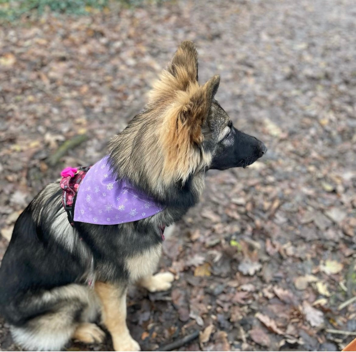 ‘Let It Snow’ Pet Bandana