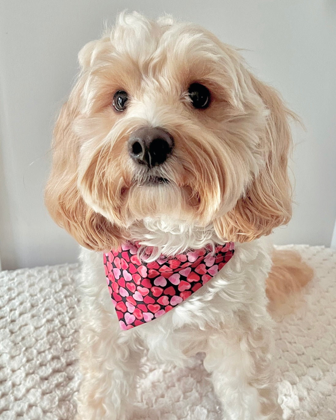 ‘Heart To Heart’ (Black) Pet Bandana