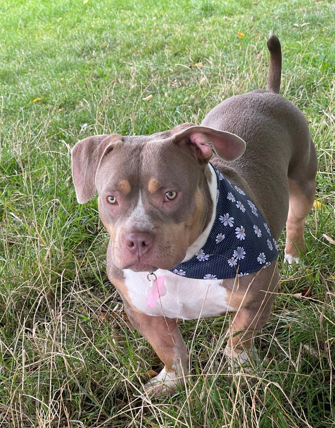 ‘Daisy Chain’ Pet Bandana