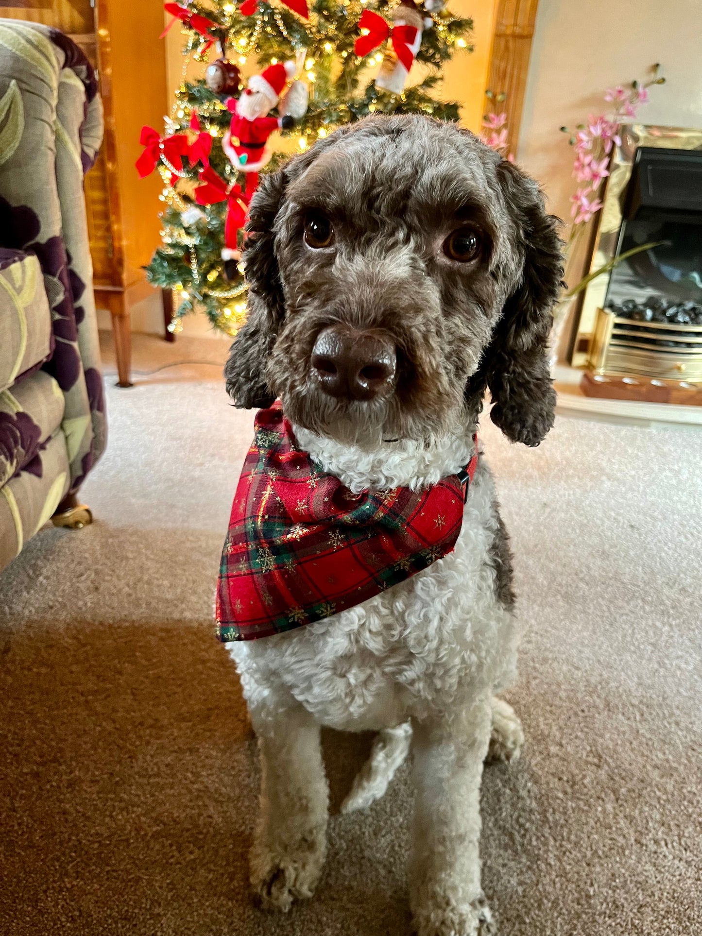 ‘Tartan-tastic’ Pet Bandana