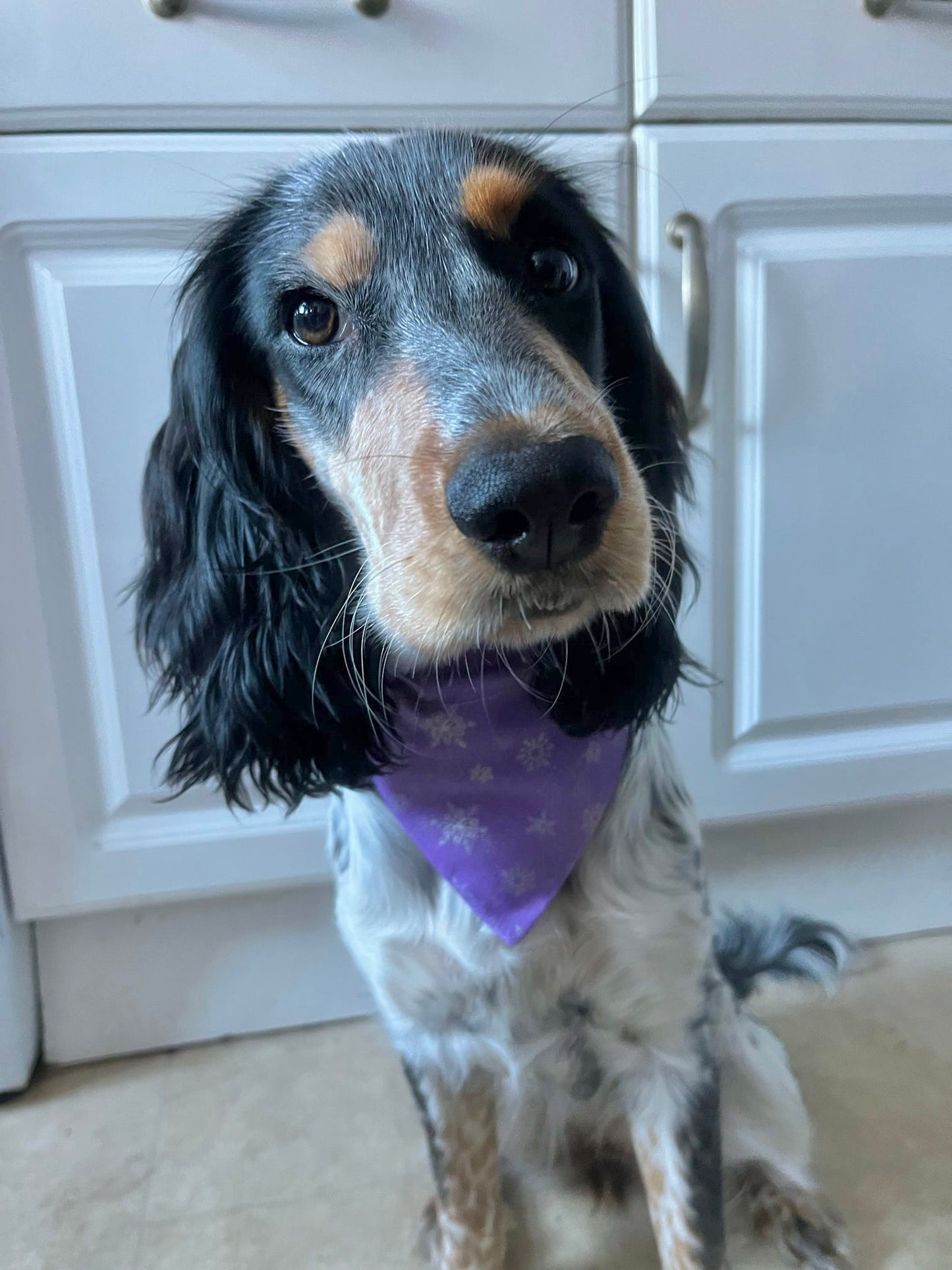 ‘Let It Snow’ Pet Bandana