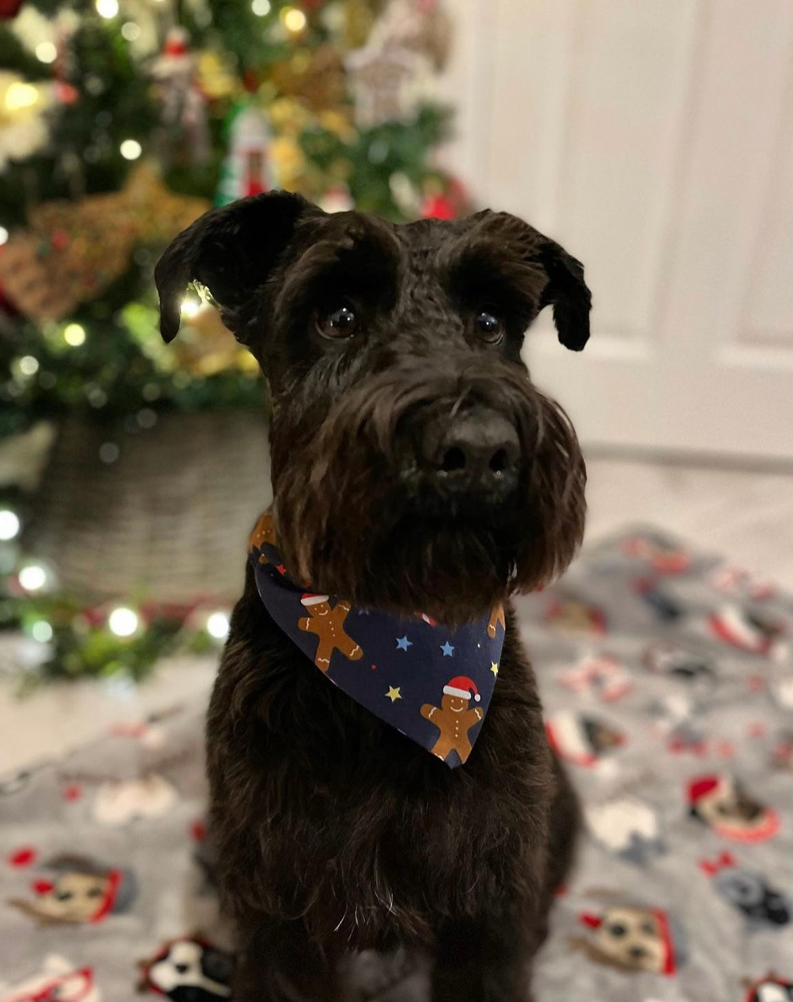 ‘Are You Gingerbready?’ Dog Bandana