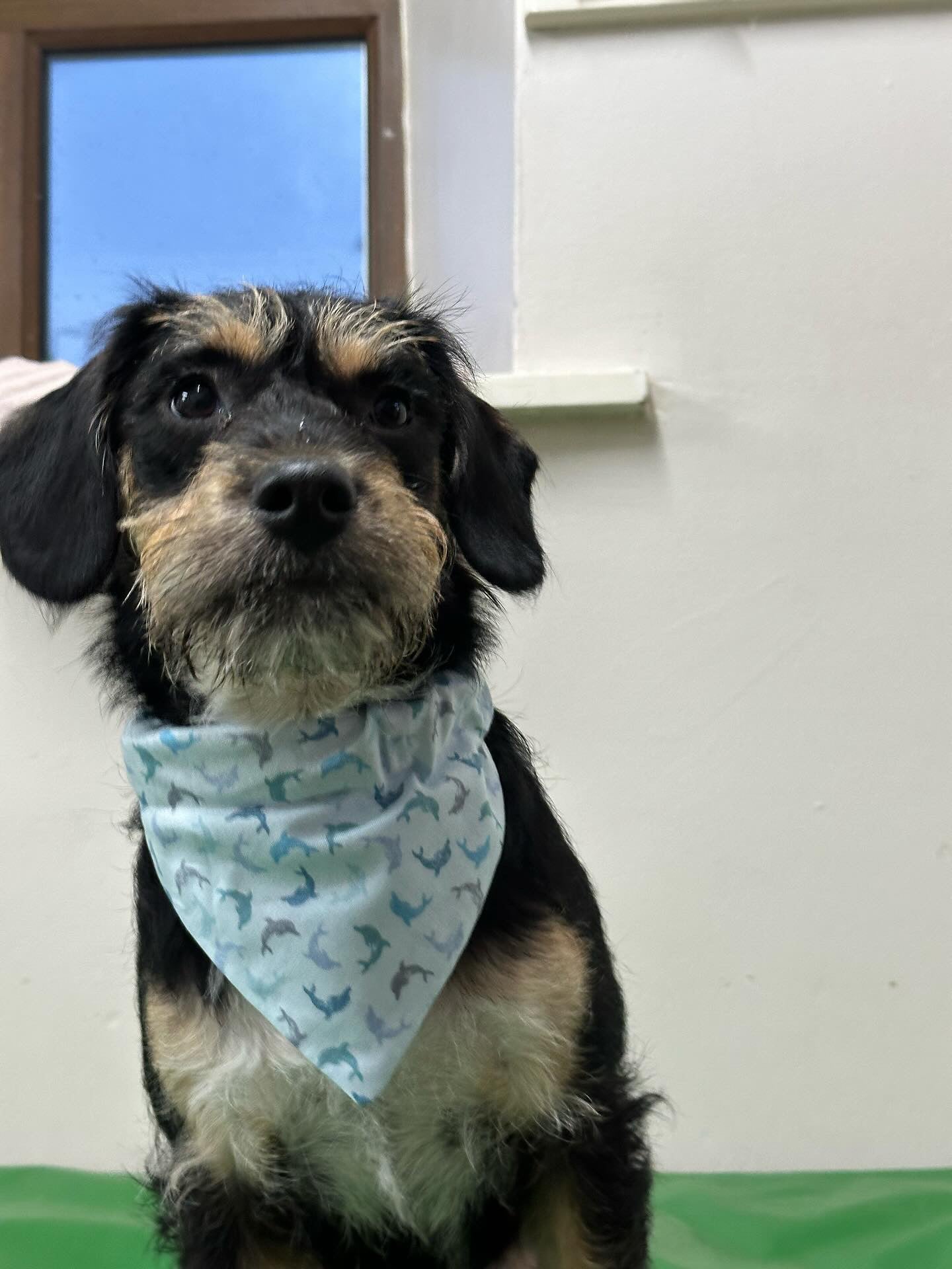 ‘Flippin’ Fantastic’ Pet Bandana