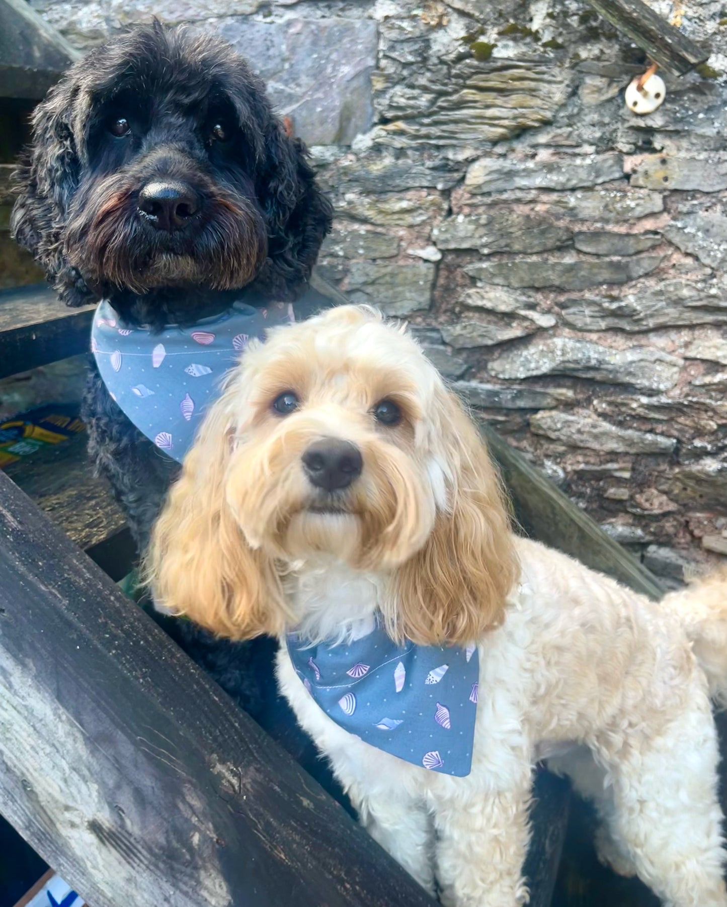 'Shell Yeah!' (Grey) Pet Bandana