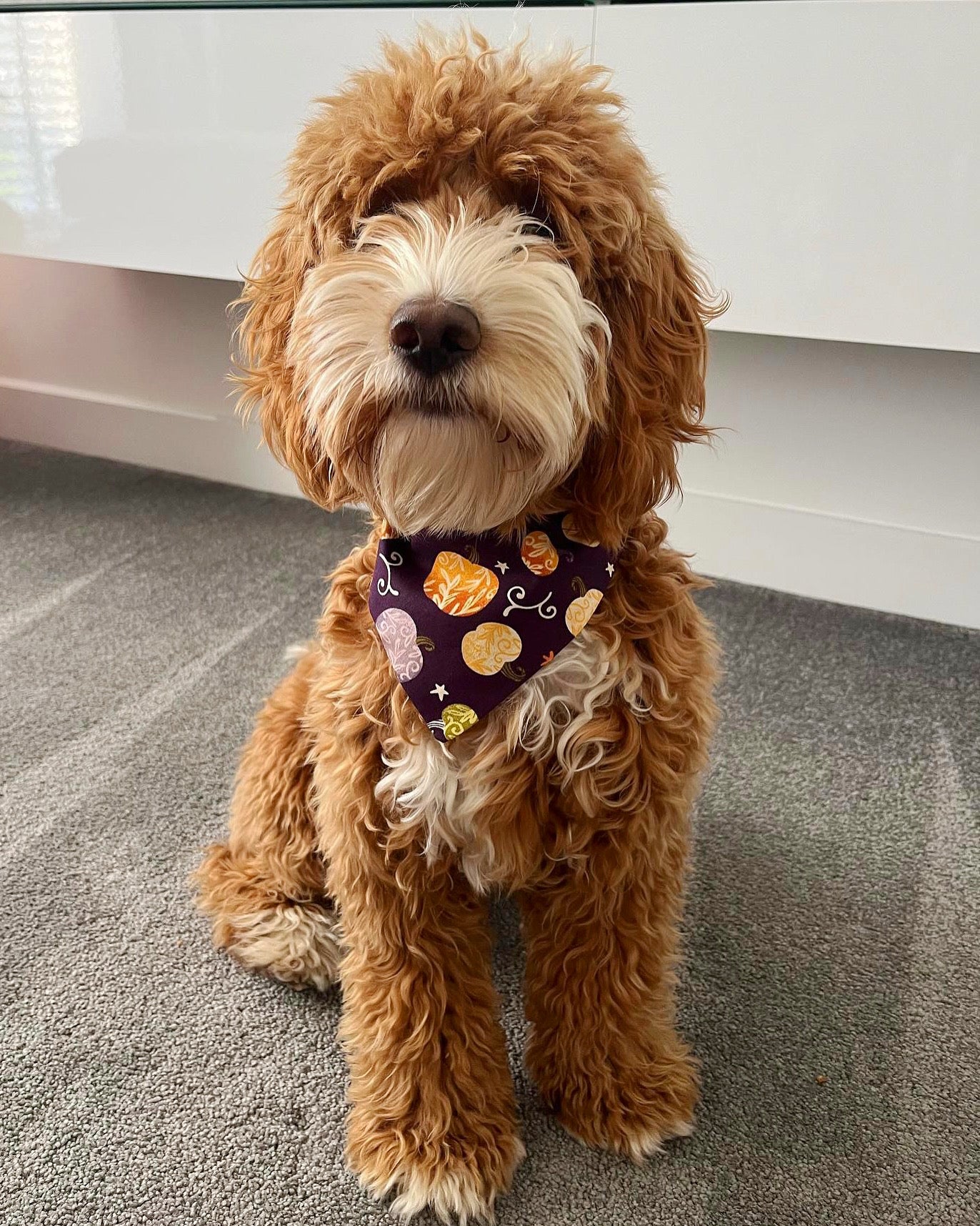 ‘Pumpkin Spice’ Pet Bandana